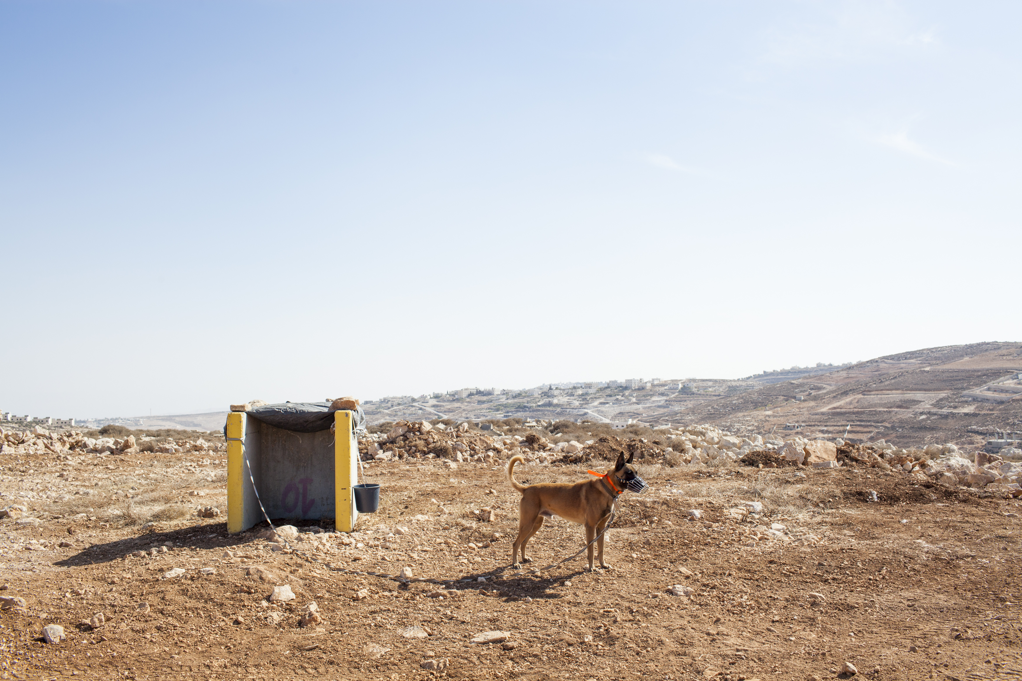 016_Israeli-settlements_MAP_6145 Israeli outpost of Giv’at Eitam, West Bank, 2013.
A guard gog in the new outpost which has been established on a hill close to the settlement of Efrata (South of Bethlehem). Settlers who took this plot of land declare that the plan is limited to the establishment of an agricultural farm, but most probably, according to the experts, the outpost is part of the expansion plan of the Efrata settlement.