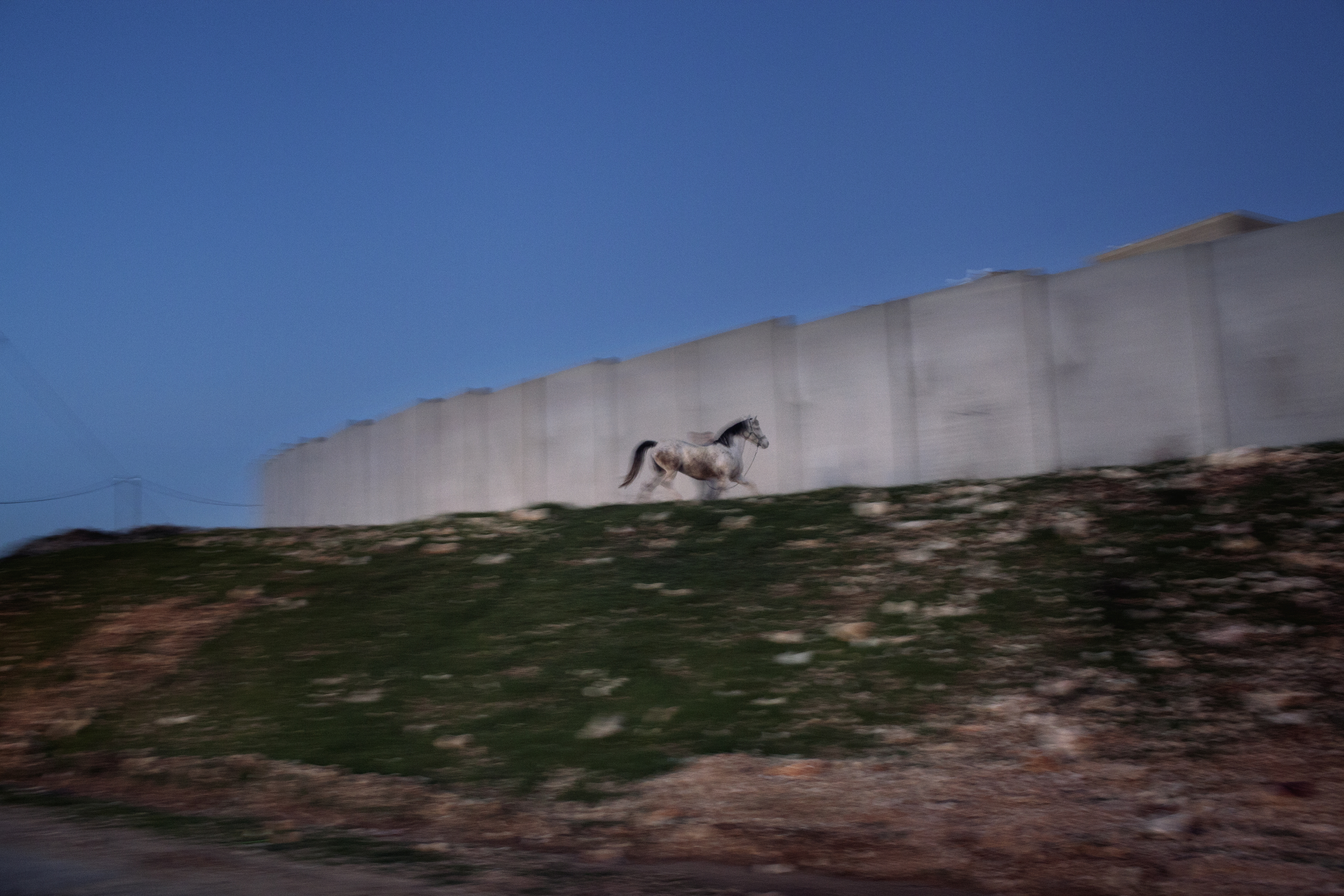 West Bank, 2013. Settlers. ### West Bank, 2013. Coloni. Settlement of Har Gilo, West Bank, 2013.
A horse owned by a Palestinian family from the
village of Al Walaja gallops outside the separation
wall that divides the village from the nearby
settlement of Har Gilo. The wall, which is still
under construction, is the subject of strong
criticism, being well away from the 1949
Armistice Line and creating a real obstacle
to freedom of movement for Palestinians.
