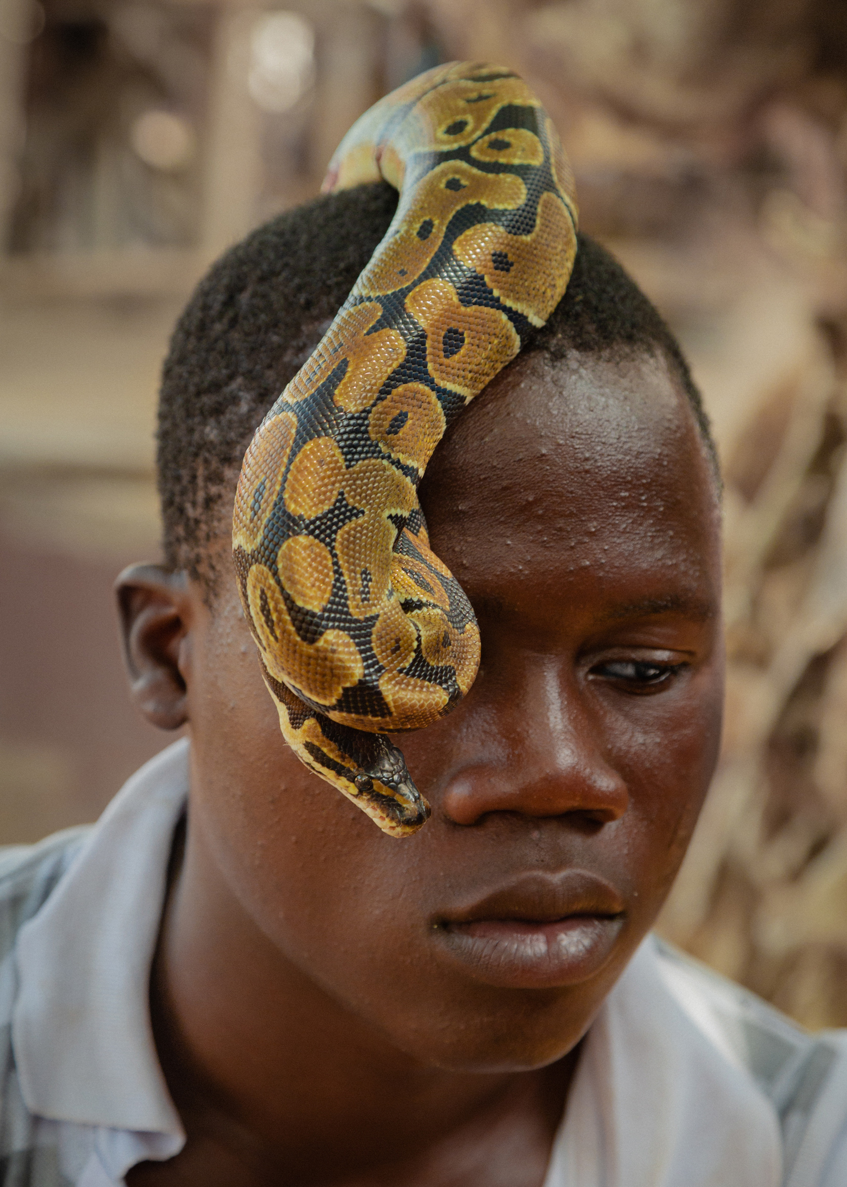 Lomé, Togo. Akodessewa Marche des Feticheurs (Akodessawa Fetish Marke).  This market is the world's largest voodoo market. 
In the picture: Bertin plays with a python. Snakes are used generally to protect newborns. Teeth of vipers, once pulverized, are injected in the body in order to get protection from snake bites.