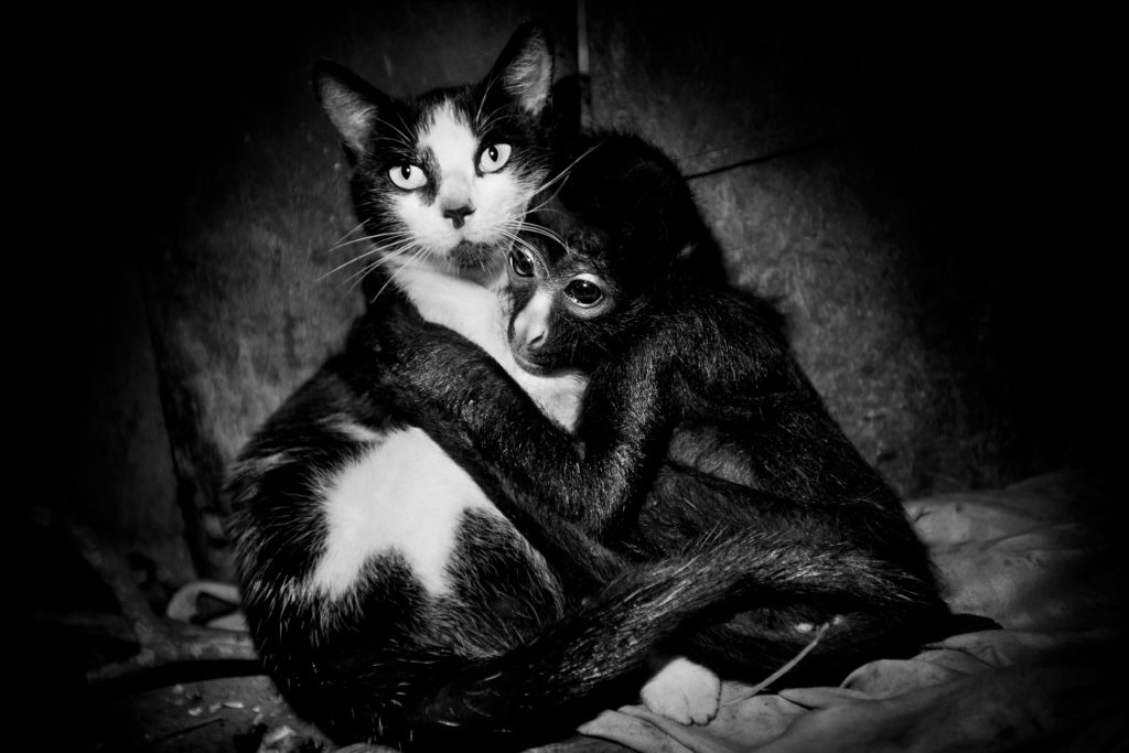 Ecuador, Parque Nacional Yasuní - Zona Intangible, Bameno – pueblo indígena Waorani. A monkey who is tight with a robe, is hugging a domestic cat. On the dirt floor of a hut.